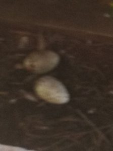 Buzzard Eggs