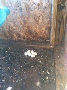 Owl Eggs