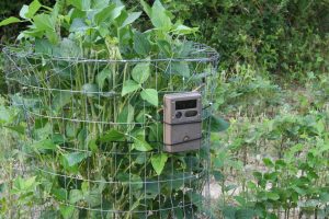 Trail cameras near food plots - The Southern Land Brokers