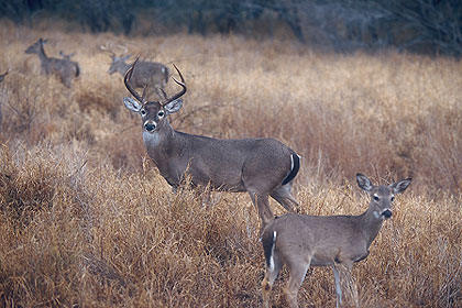 Bucks with doe