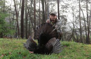 mountain gobbler